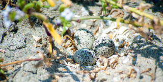 Illustration for article titled Scientists Announce New Discovery in Fight to Save This Unreasonably Cute Bird